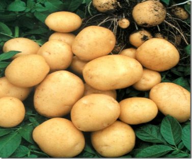 Описание: картофель