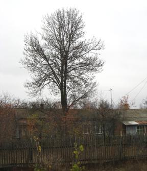 IMG_0594