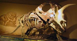 ����:Ceratopsian.jpg