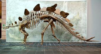 Файл:Stegosaurus Senckenberg.jpg