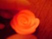 C:\Users\������\Desktop\����� ����� (4)\DSC08656.JPG