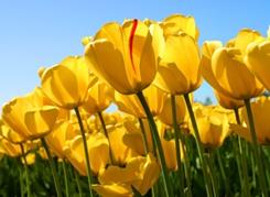 C:\Users\Public\Pictures\Sample Pictures\Tulips.jpg