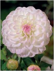 ������� ���������� (���� 'Eveline')