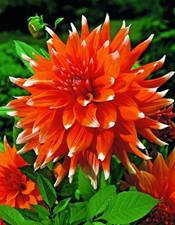 ������� ���������� (���� 'Colour Spectacle')