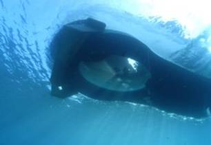 Bottom of Looker 350