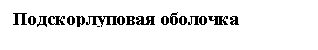 Прямоугольная выноска: Подскорлуповая оболочка