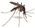��������: mosquito-illustration_2092x1660