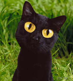 ���� � ����� www.thecatgallery.com