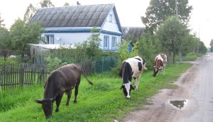 http://www.raionka.org/images/stories/mayak/25/gulyayut%20sami%20po%20sebe.jpg