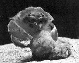 http://*****/foto/dromia_vulgaris.jpg