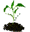 img_plant.png