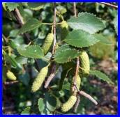 http://*****/wp-content/uploads/2011/04/moor_birch.jpg