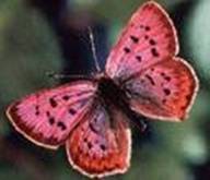 C:\Users\Public\Pictures\Sample Pictures\isCAAV6UPO.jpg