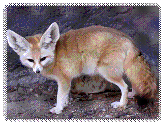 File:Fennec Fox Vulpes zerda.jpg