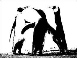 Penguins