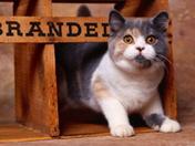 ���� �����. Wallpapers cats.