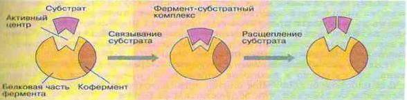 ris1-a