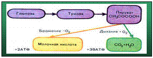 Подпись: