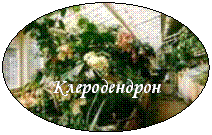 ����: