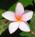 Frangipani - Click Image to Close