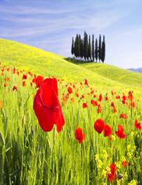 http://khongthe.com/wallpapers/nature/red-65727.jpg