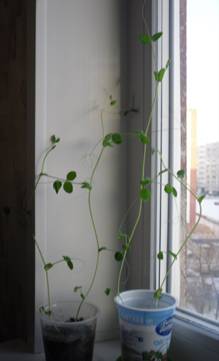 C:\Users\Дима\Documents\фото гороха\SDC14211.JPG