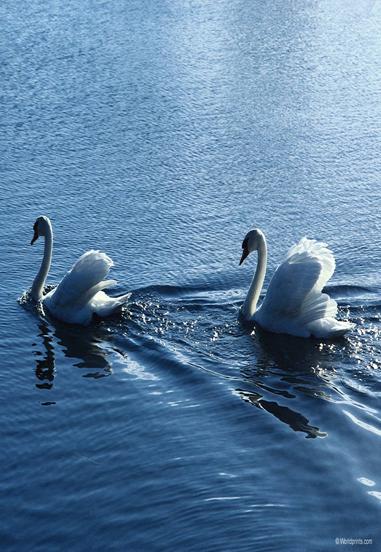 D:\����������\�������\������\swans.jpg
