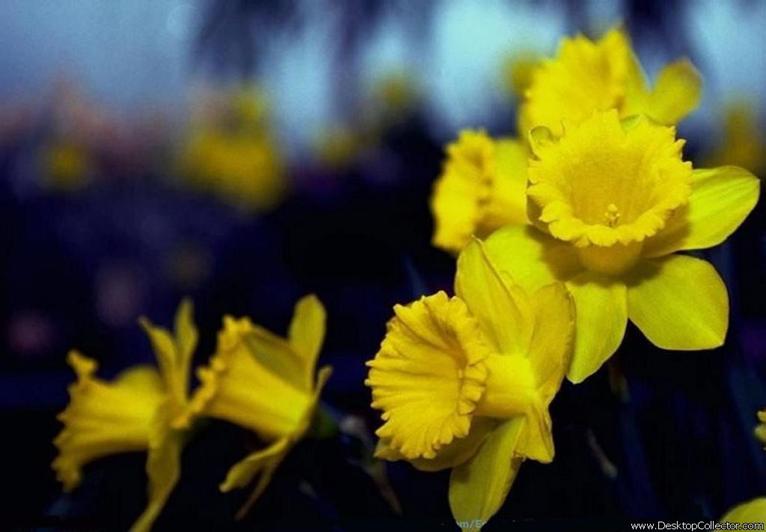 Flowers_03