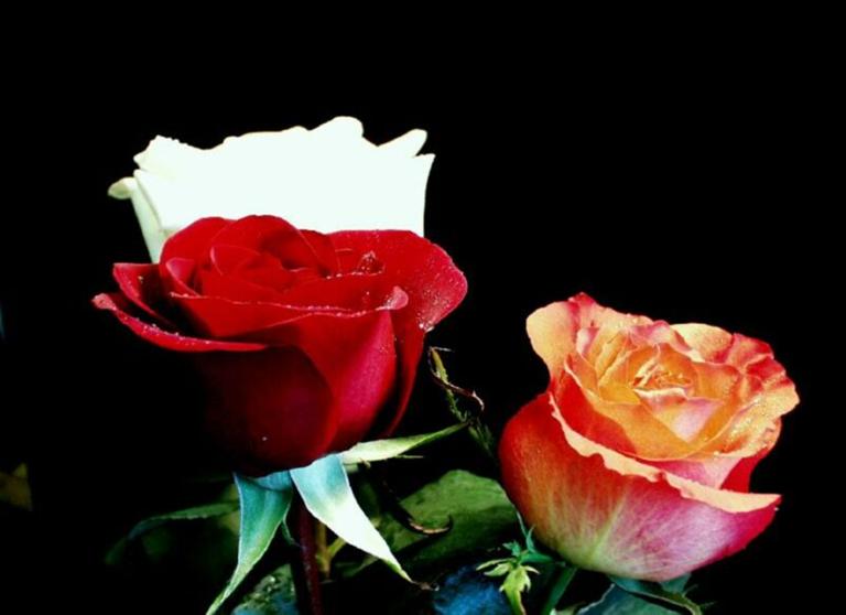 D:\����������\�������\FLOWERS\�.jpg