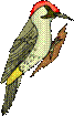 http://900igr.net/datai/chtenie/Azbuka-Marshak.files/Djatel-zhil-v-duple-pustom-Dub-dolbil-kak-dolotom.png