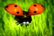 http://*****/uploads/posts/2010-01/thumbs/_mindvd1_1.jpg