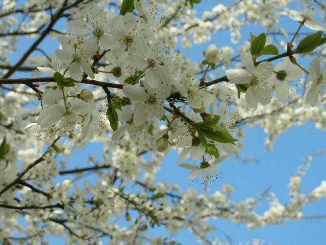 flowers_43