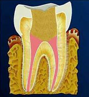 ��������: C:\Users\Niterlion\Desktop\tooth09.jpg