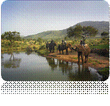elephant.jpg