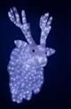 Описание: LED-XM(IC)-TR044-24V Голова оленя