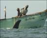 Whale sharks are hooked by fishermen