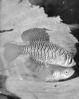 Nothobranchius patrizii