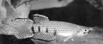 Epiplatys chaperi spillmanni