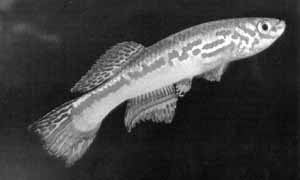 Aphiosemion amieti