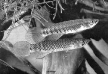 Epiplatys sexfasciatus togolensis