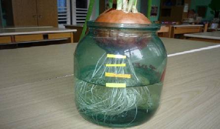 http://*****/iz_opita_pedagogov_mdou__11_tsrr/luk3.jpg?rand=