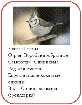 Скругленный прямоугольник:
Класс •Птицы
Отряд •Воробьинообразные
Семейство •Синицевые
Род или группа Евроазиатские хохлатые синицы
Вид - Синица хохлатая (гренадерка)