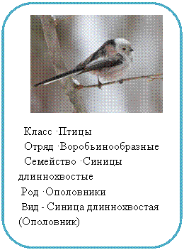 Скругленный прямоугольник:
Класс •Птицы
Отряд •Воробьинообразные
Семейство •Синицы длиннохвостые
Род •Ополовники
Вид - Синица длиннохвостая
(Ополовник)
