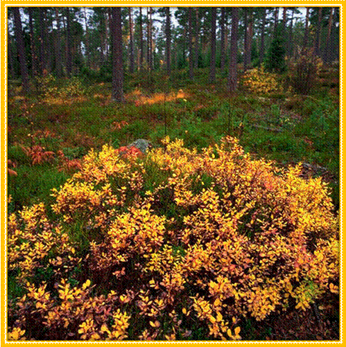 FOREST12.JPG
