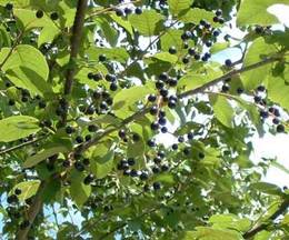 http://*****/travnik/img_trav/heremuha_2.jpg