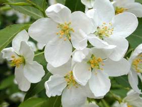 http://*****/Plants/Flowers/Ros/Images/Big/malus_baccata3.jpg