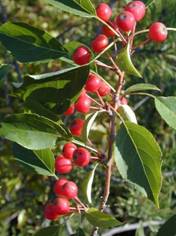 http://*****/Plants/Flowers/Ros/Images/Big/malus_baccata2.jpg