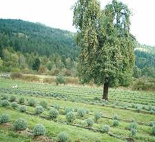 http://*****/images/stories/grushi_letnie/Pear%20Tree%20circa%201850.jpg