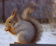 http://im5-tub-ru.yandex.net/i?id=8-72&n=17