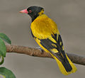 Black-hooded Oriole (Oriolus xanthornus) in Kolkata I IMG 7603.jpg